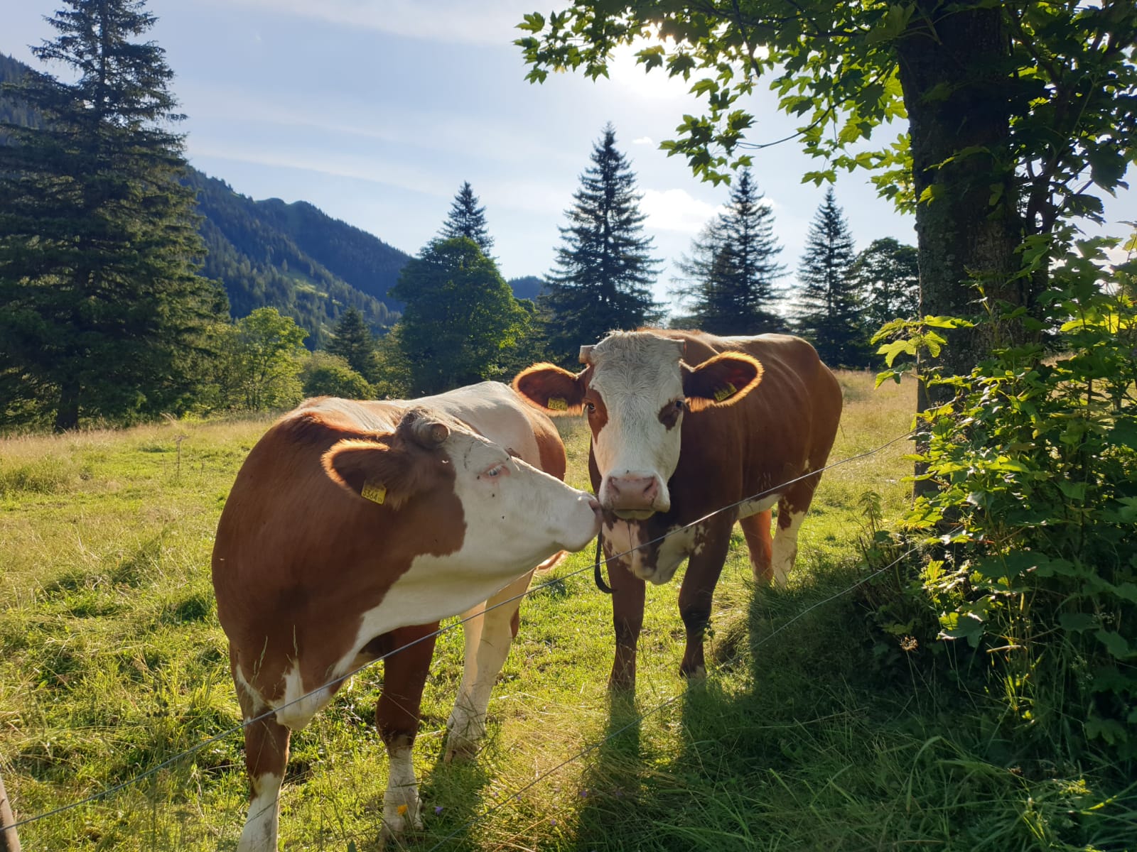 Pusterwald Umgebung